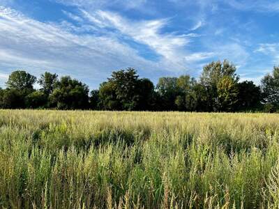 Grundstück kaufen in 4225 Luftenberg (Bild 3)
