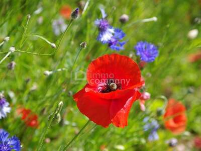 Grundstück kaufen in 2273 Hohenau