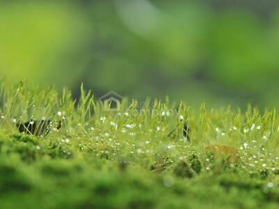 Grundstück kaufen in 2601 Eggendorf