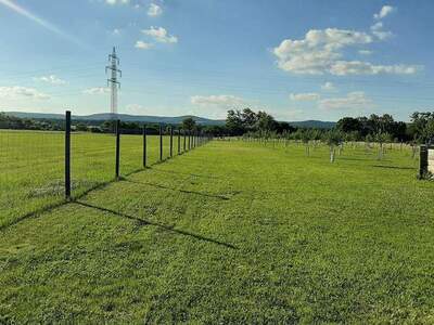 Gewerbeobjekt kaufen in 7064 Oslip (Bild 4)