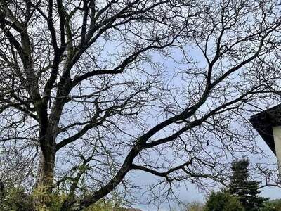 Grundstück kaufen in 4203 Altenberg