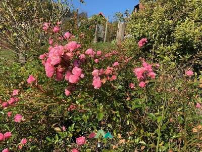 Haus mit Garten mieten in 8551 Wies (Bild 1)