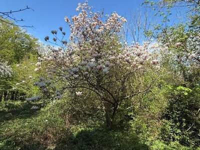 Grundstück kaufen in 1170 Wien