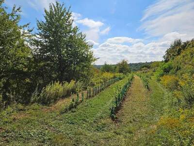 Grundstück provisionsfrei kaufen in 3550 Langenlois