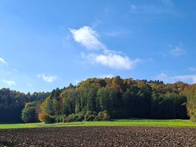 Wohnung mieten in 8383 Sankt Martin (Bild 3)