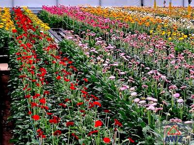 Grundstück kaufen in 4891 Oö