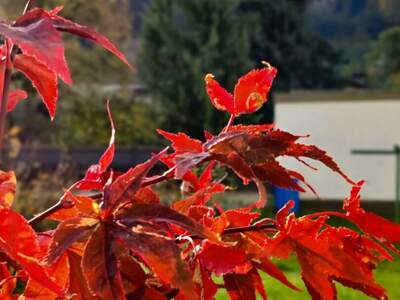 Mietwohnung in 6111 Volders (Bild 1)