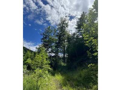 Grundstück kaufen in 8692 Veitschbach