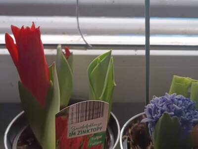 Mietwohnung provisionsfrei in 2514 Traiskirchen