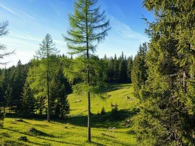 Gewerbeobjekt kaufen in 8762 Gföllgraben