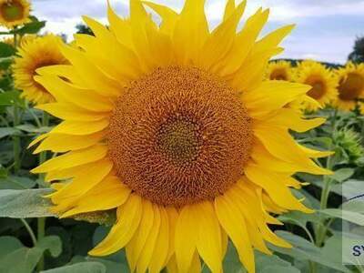 Gewerbeobjekt kaufen in 9545 Radenthein