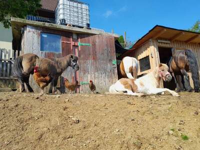 Gewerbeobjekt kaufen in 8510 Stainz (Bild 4)