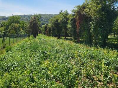 Grundstück kaufen in 2413 Edelstal