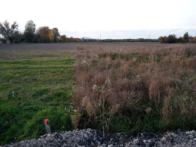 Grundstück kaufen in 2486 Siegersdorf (Bild 3)