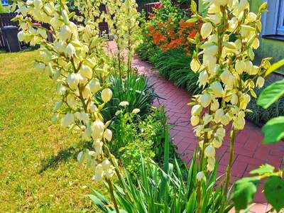 Haus mit Garten kaufen in 2512 Tribuswinkel (Bild 2)