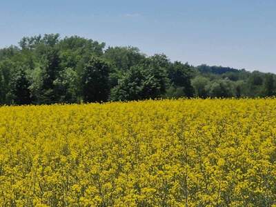 Grundstück kaufen in 4770 Andorf