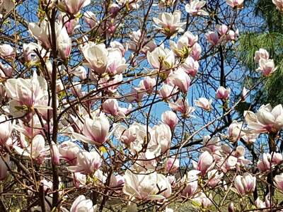 Haus mit Garten kaufen (Bild 2)