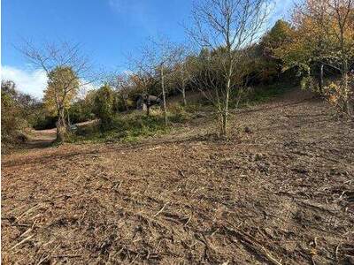 Grundstück kaufen in 3433 Königstetten (Bild 5)