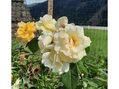 Haus kaufen in 9920 Sillian