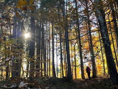 Gewerbeobjekt kaufen in 94227 Zwiesel
