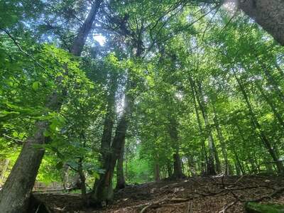Gewerbeobjekt kaufen in 9702 Gschriet