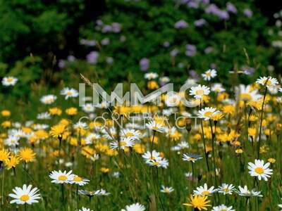 Anlageobjekt kaufen in 4030 Linz