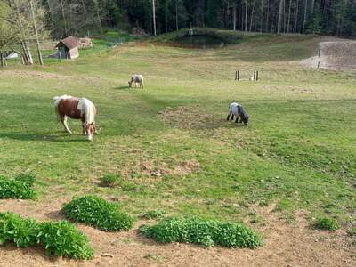 Gewerbeobjekt kaufen in 8510 Stainz (Bild 2)