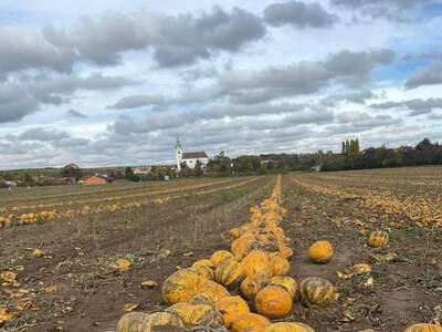 Grundstück kaufen in 2074 Unterretzbach (Bild 1)