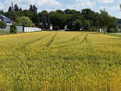 Grundstück kaufen in 7512 Kohfidisch