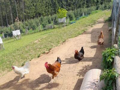 Gewerbeobjekt kaufen in 8510 Stainz (Bild 5)