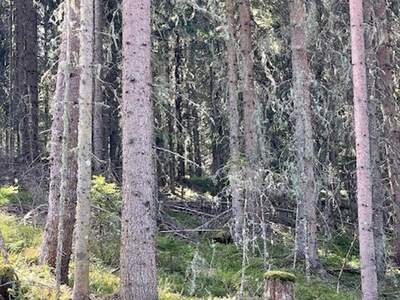 Gewerbeobjekt kaufen in 8861 Sankt Georgen (Bild 5)