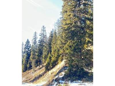 Grundstück kaufen in 8762 Gföllgraben