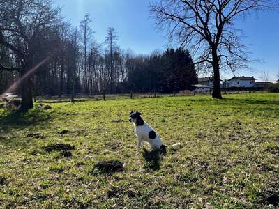 Grundstück kaufen in 5120 Sankt Pantaleon (Bild 3)