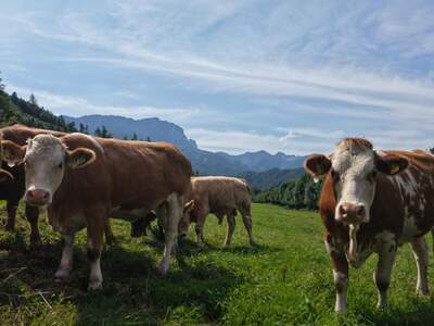 Gewerbeobjekt kaufen in 4563 Micheldorf