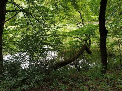 Haus mit Garten kaufen (Bild 4)