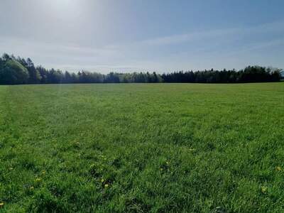 Grundstück kaufen in 5162 Obertrum