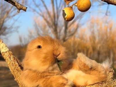 Holiday rental mieten in 9201 Kärnten