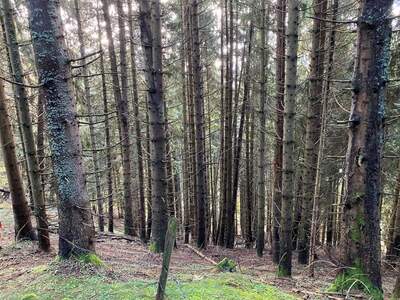 Gewerbeobjekt kaufen in 9872 Millstatt