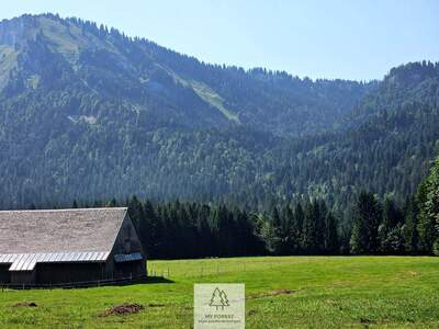 Haus kaufen in 6852 Sibratsgfäll (Bild 4)