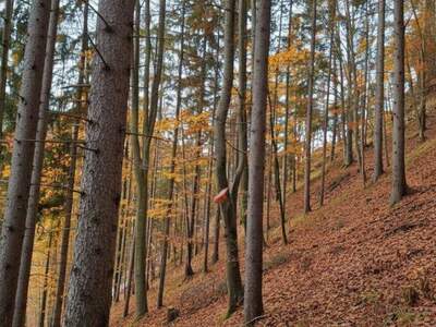 Gewerbeobjekt kaufen in 8102 Rechberg