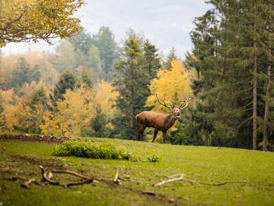 Gewerbeobjekt kaufen in 1010 Wien