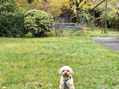 Haus kaufen in 1130 Wien