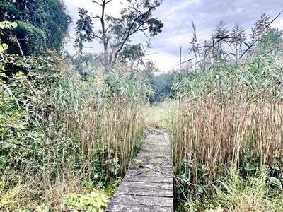 Grundstück kaufen in 2721 Bad Fischau (Bild 3)