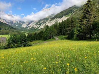 Grundstück kaufen in 8636 Seewiesen (Bild 1)