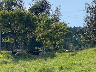 Grundstück kaufen in 4814 Neukirchen