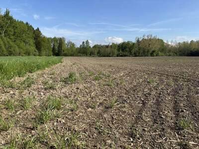 Grundstück kaufen in 4343 Mitterkirchen