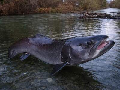 Gewerbeobjekt kaufen in 9611 Nötsch