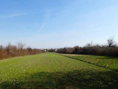 Grundstück kaufen in 7091 Breitenbrunn