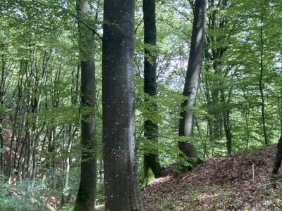 Haus kaufen in 8385 Neuhaus