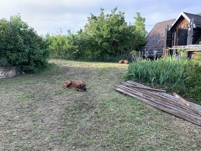 Gewerbeobjekt kaufen in 2181 Dobermannsdorf (Bild 5)